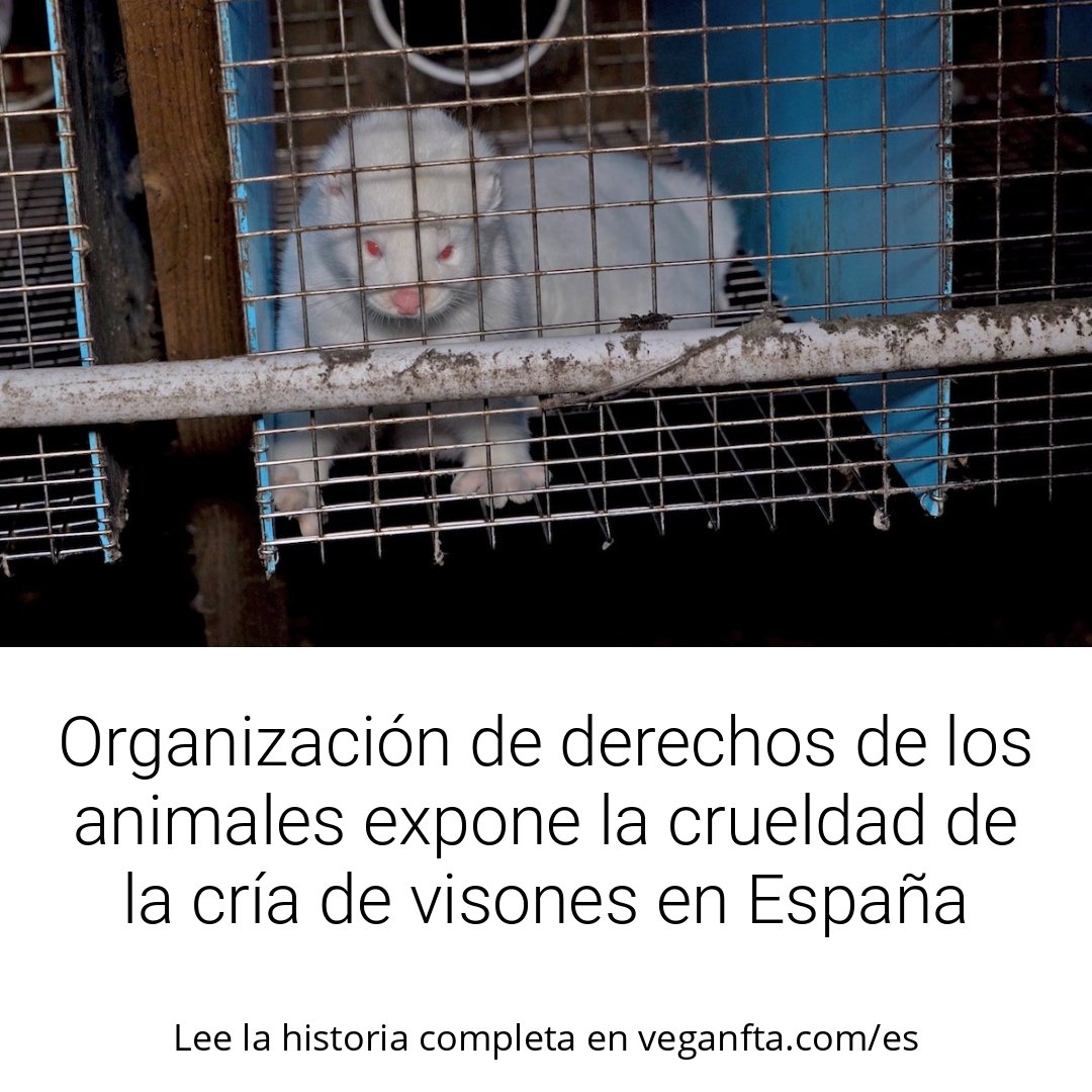 VeganFTAEspanol's tweet photo. El video de @animanaturalis se lanzó en apoyo a la Iniciativa Ciudadana Europea Fur Free Europe, que cerró a inicios de marzo con 1.701.892 firmas de apoyo 💪
👉️ https://t.co/p1ZP1EnYAm
#veganfta #peleteria #pieles #causaanimal #justiciaanimal #modavegana #furfree https://t.co/QQcbjG9G6r