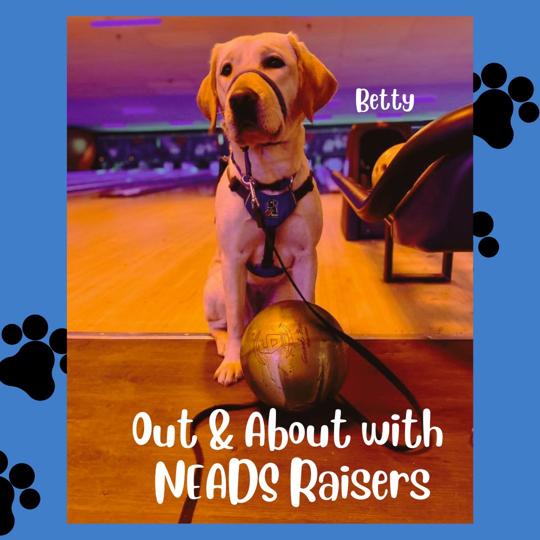 NEADSdogs's tweet photo. Betty, Service Dog in Training, has been a busy pup
(with Fulltime Raiser Lisa V.)! Unfortunately, her dreams of being a professional bowler are unlikely to come true... but she's working hard to be a great service dog one day! #ServiceDogInTraining #WorldClassServiceDogs https://t.co/rlMcnE7XQ0