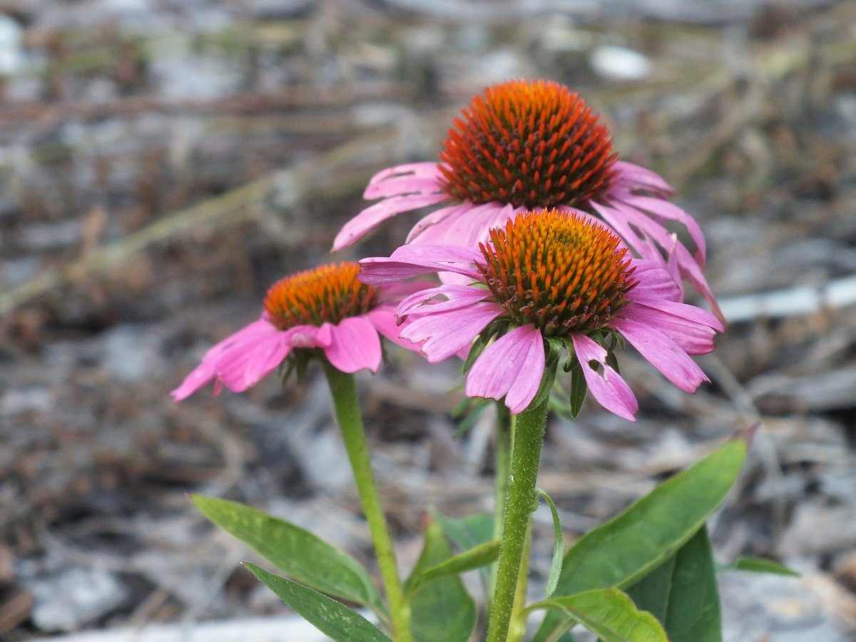 Planting native plants is a great way to support local ecosystems. Purple coneflowers, like the ones pictured here at Lake Woodruff National Wildlife Refuge, are beneficial for pollinators and other wildlife! 📷FWS Eileen Tramontana ow.ly/RWaM50NfFMM