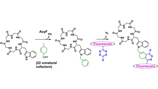 angew_chem's tweet photo. Chemoenzymatic Late-Stage Modifications Enable Downstream Click-Mediated Fluorescent Tagging of Peptides (Houssen) @WaelHoussen @AleColombano #openaccess https://t.co/HjHyhsIT8b https://t.co/tjSfAMbspK