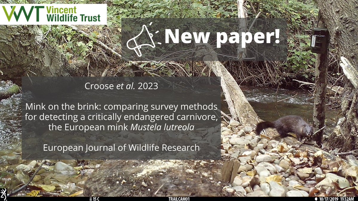 Our latest #OA paper led by @LizzieCroose is out. We investigated the use of different survey methods to detect the critically endangered European mink. Read the paper: link.springer.com/article/10.100…