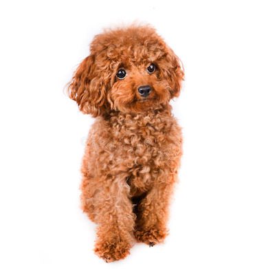 ShamiColqui's tweet photo. Cuando digo que tengo un caniche color apricot:
lo que la gente cree / lo que tengo https://t.co/YWmp8JV1cK