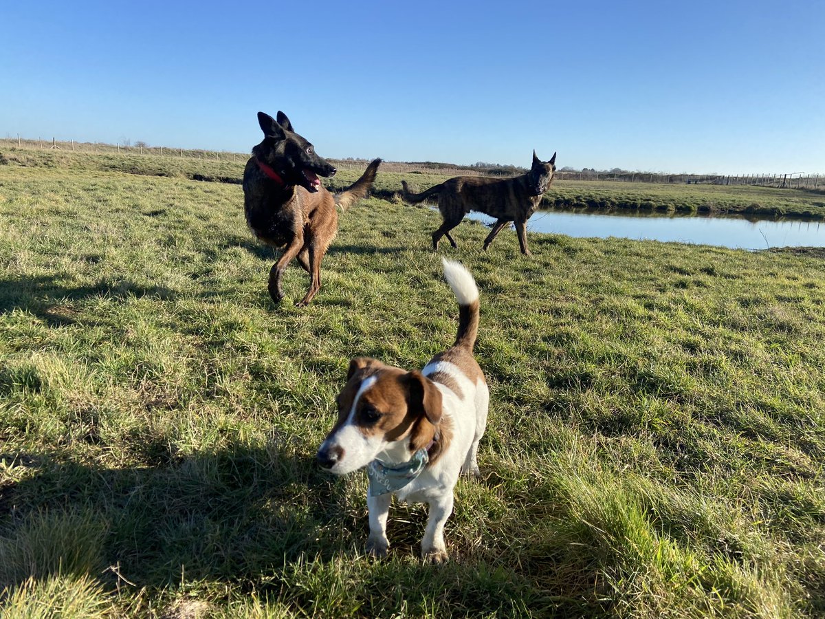 As soon as I arrived I spoke to Simon on the @Riaflexjoints stand and couldn’t resist the show offer on the #JointPlusPro that helps <a href="/PBaloo/">PDBaloo</a> #RPDRex and #littlelegs 

Thank you 😊 #crufts2023