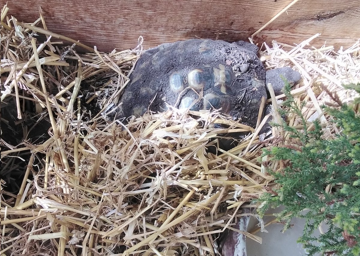 BlogMeteo's tweet photo. Après 5 mois d'hibernation (12 octobre - 13 mars), notre #tortue est sortie de terre aujourd'hui. A deux jours près c'est la même date que l'année dernière et que le marronnier de la Treille. Le #printemps est de retour ⚘🐢 https://t.co/dz3ef2guCb