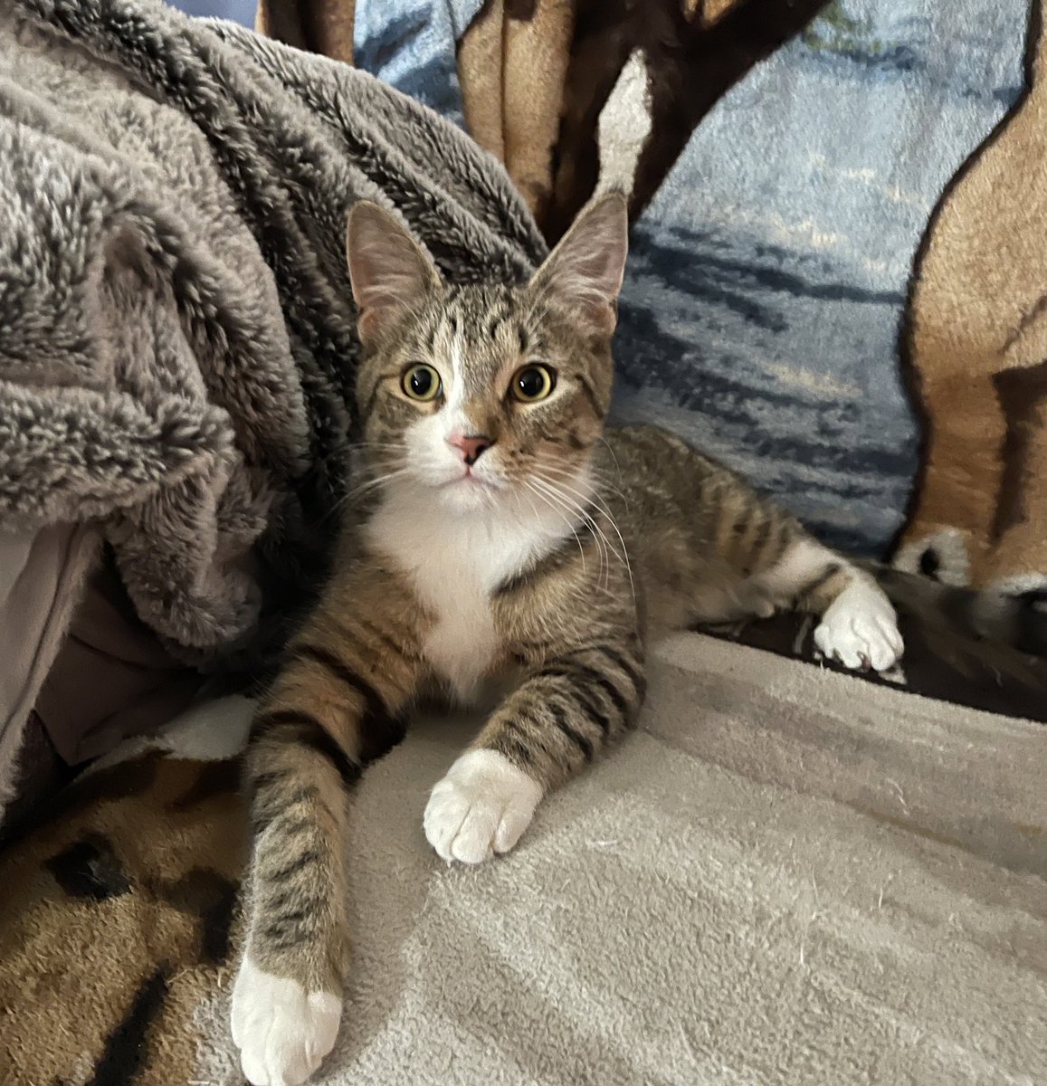 Um, Mum don’t look behind you… I’m serious. Just move sideways, and run!!! I will protect you!
😹😹Now I have room to myself to play!! #BeatCatDayEver #CatsOfTwitter #CatsAreFamily #TabbyTroop