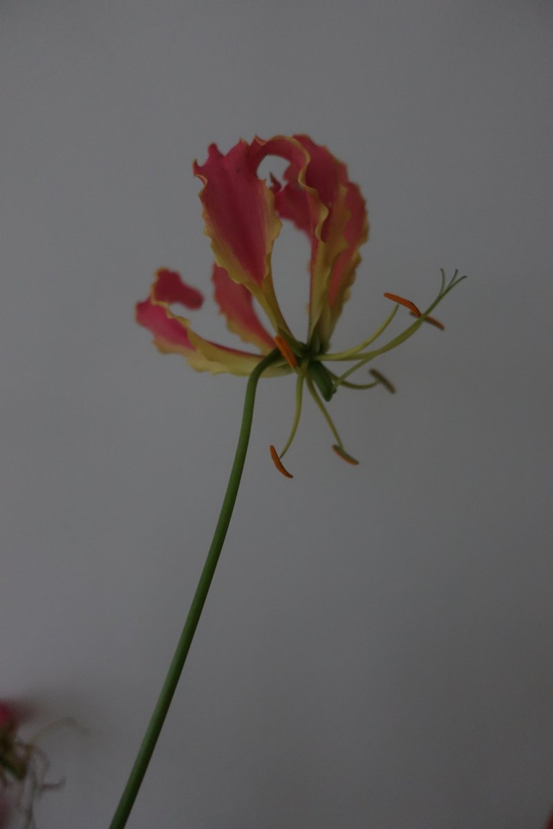 Monica Richards tweet media