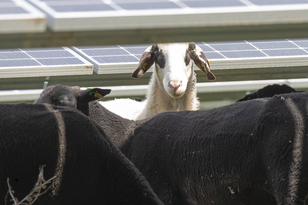 viennaofficeBER's tweet photo. we proudly present: Unsere #Markenbotschafter für den #Photovoltaik-Ausbau von Wien Energie. Diese mähen das Gras zwischen den Solarmodulen in der Donaustadt, die über 4.900 Wiener Haushalte mit umweltfreundlichem #Strom versorgen. 
📷 Popp-Hackner
#ViennaOffices #WienEnergie https://t.co/CJpdIecacT