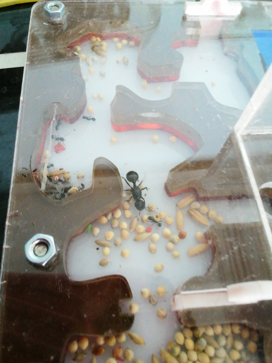 CEIPLAREDO's tweet photo. ๐ INFORME #formigueando 13-03-2023 :
- Especie investigada: Messor Capitatus
- Curso Investigadora: 4ยบ EP
- Nยบ Colonia: 20 formigas.
#laredolab361 #clubciencialaredo
๐ Informes completos : https://t.co/ZirNtsggWi https://t.co/UrfkCifIpT