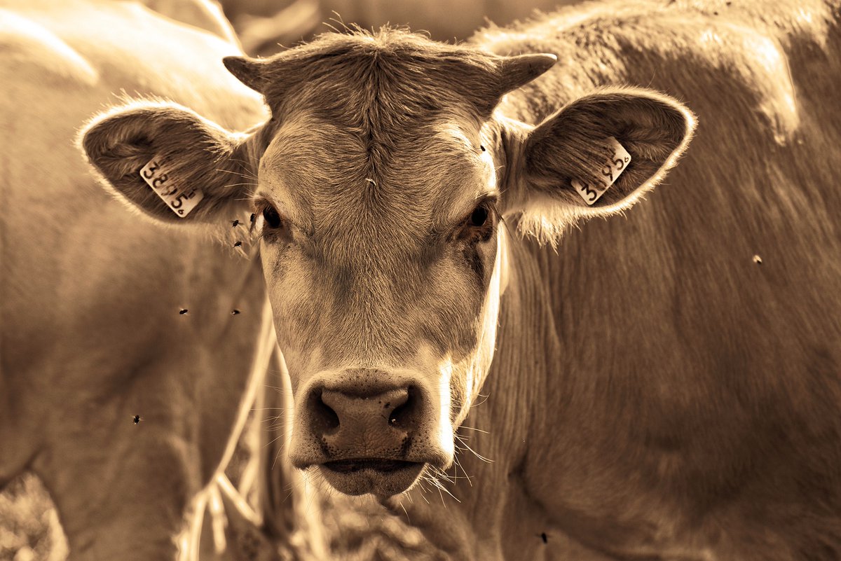 BovReg's tweet photo. 🐮"Enteric methane emission factors, total emissions &amp; intensities from Germany's livestock in the late 19th century: A comparison with the today's emission rates &amp; intensities" 🇩🇪
A paper by Björn Kulha and Gunther Viereck from @FBNDummerstorf 👇
https://t.co/TE61707Ezk https://t.co/7p9q1scjyq