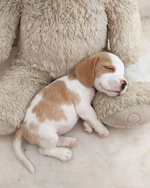When I was a month old. 👀💯
•⁣⁣⁣⁣⁣⁣
📸 @milo_thelemonbeagle