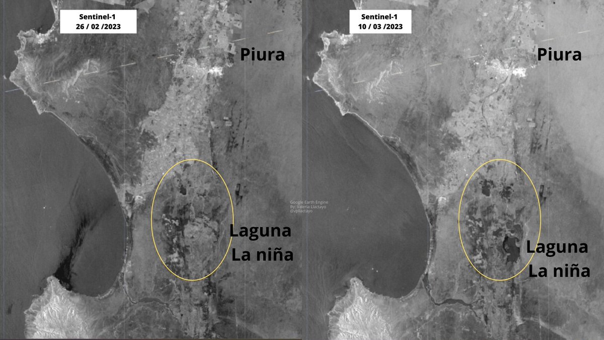vpllactayo's tweet photo. Un análisis rápido con imágenes #SAR #Sentinel1 nos muestran los efectos en el norte de #Perú, a causa del ciclón #Yaku hasta el 10 de Marzo.
Se observa el crecimiento del río #Piura y la aparición de espejos de agua en la laguna La Niña.
La próxima imagen saldrá en 10 días. https://t.co/vRRi2K7OaW