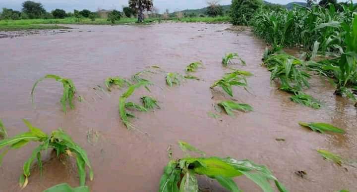 KondwaniSM tweet media