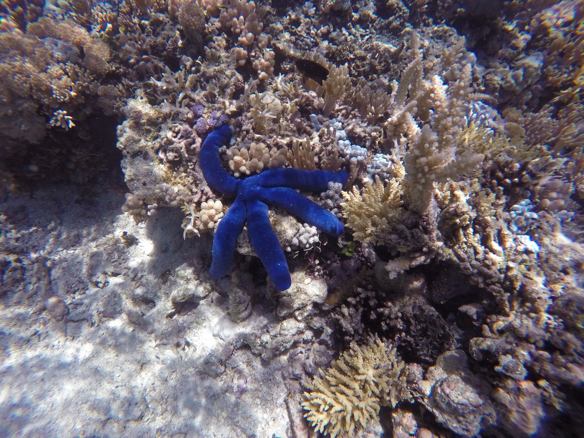 CESKenya's tweet photo. Blue star (Linckia laevigata) is a #seastar characterized by five cylindrical arms with bright blue body colour. They are a mobile and solitary species, inhabitant of coral reefs and sea grass beds. Like other sea stars, they are opportunistic predators and scavengers. #biodivmon https://t.co/2OSzxzKRSh