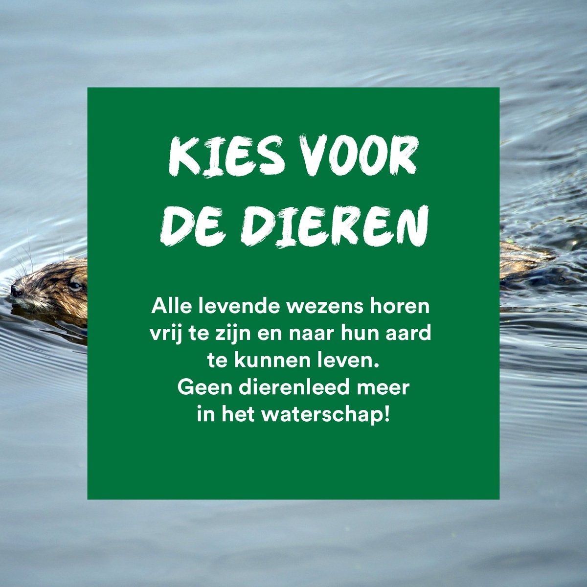 Partij voor de Dieren Rijnland tweet media