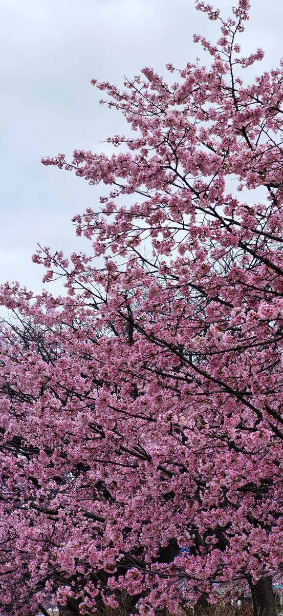 ArbyasChump's tweet photo. My first sakura.
. https://t.co/kDMxJ9RCeq
