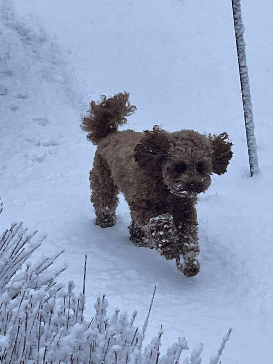 rockinmum's tweet photo. @DogsTrust Snow dog! https://t.co/FLdsyCdW0K