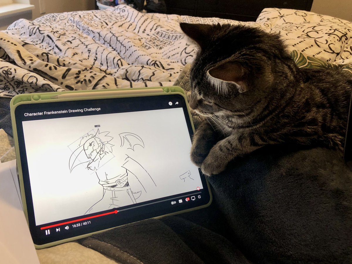 Tiny_Ork's tweet photo. Just discovered my cat is a big @DrawfeeShow fan https://t.co/24iMbDwWNN
