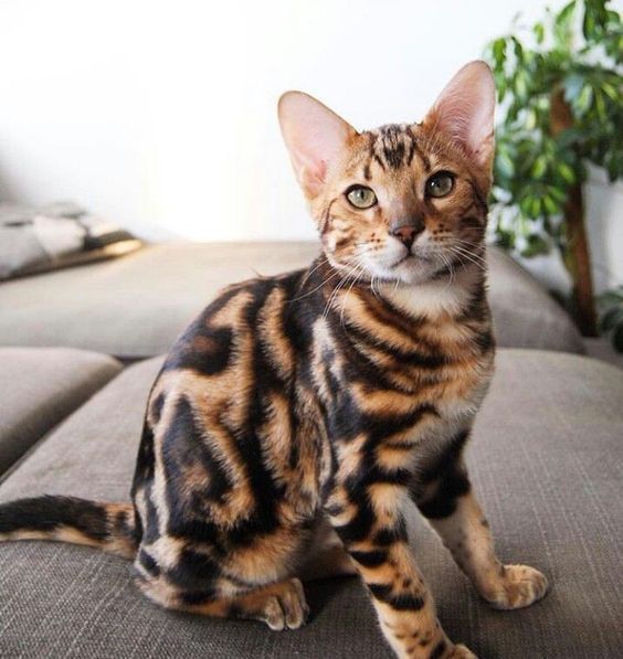 LovelyCats_14's tweet photo. The Sokoke Cat - one of the rarest domestic cat breed in the world!
#cat #sokokecat #RarestCat #rarebreed #viral #beautiful https://t.co/h5QZo0NjKD