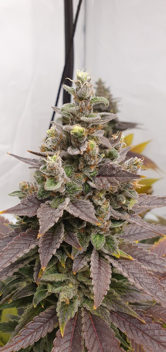 SuzySeeds's tweet photo. Spring is knocking on the door... time to start germinating those seeds. Are your ready for another outdoor season? 
#allstartedfromtheseed #startgrowingyourown #Feminizedseeds #onelove #SuzySeeds
https://t.co/xGoNOvLTt5 https://t.co/O5zpsinYrt