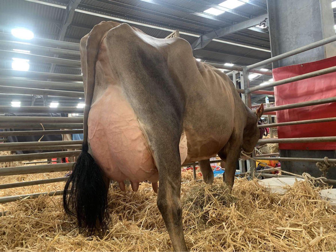 jerseycowman's tweet photo. 😍 https://t.co/gDsm9f1A5q