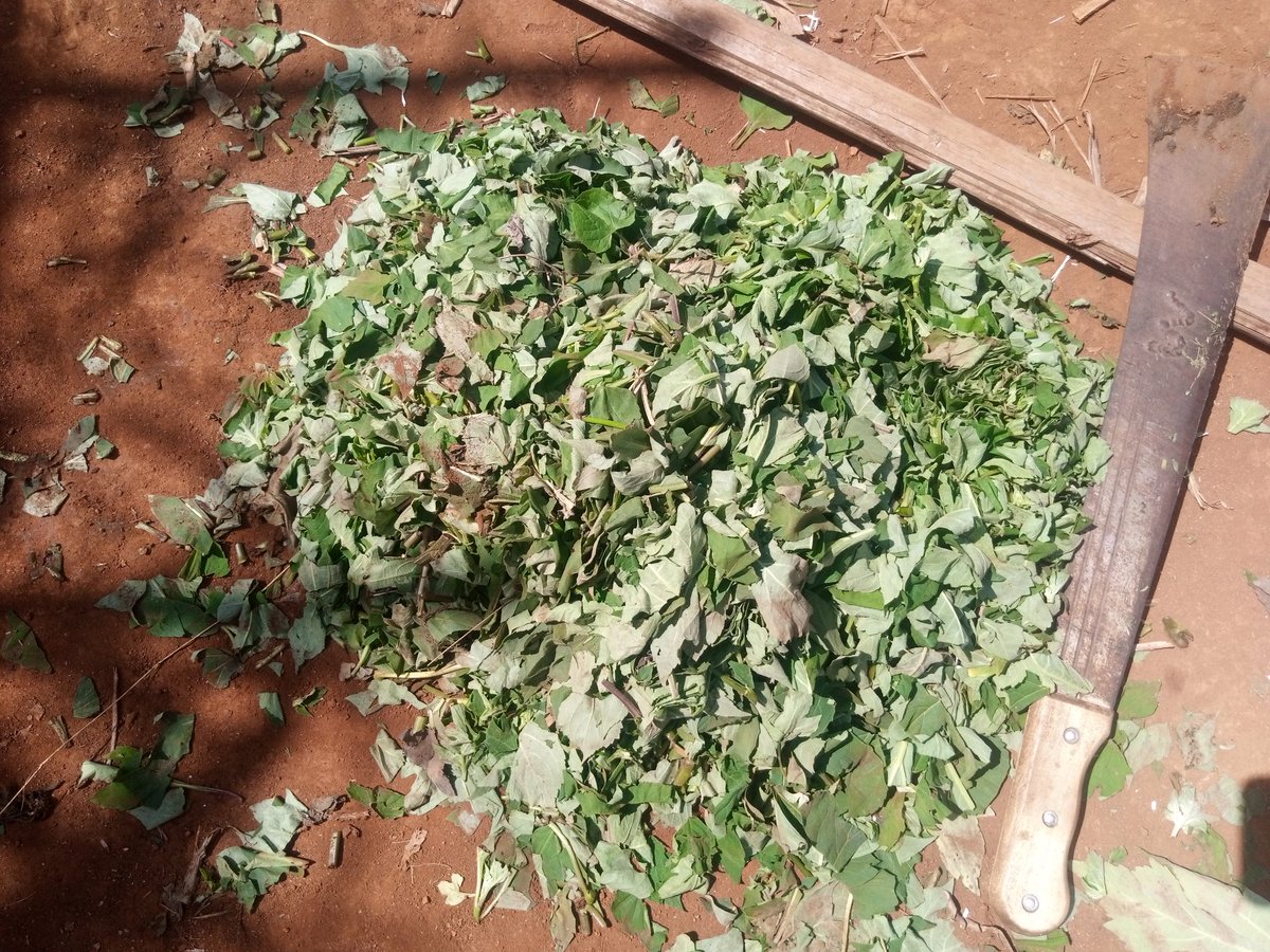 BaurelJean's tweet photo. Initiation of young engineers to the production of liquid biological fertilizer based on plant and animal matter for a healthy and sustainable agriculture.
@FAO 
@1popmovement 
@jlnu_cameroun 
@Greenpeaceafric 
@vanessa_vash 
@WashFellowship https://t.co/syjLyqJcqX