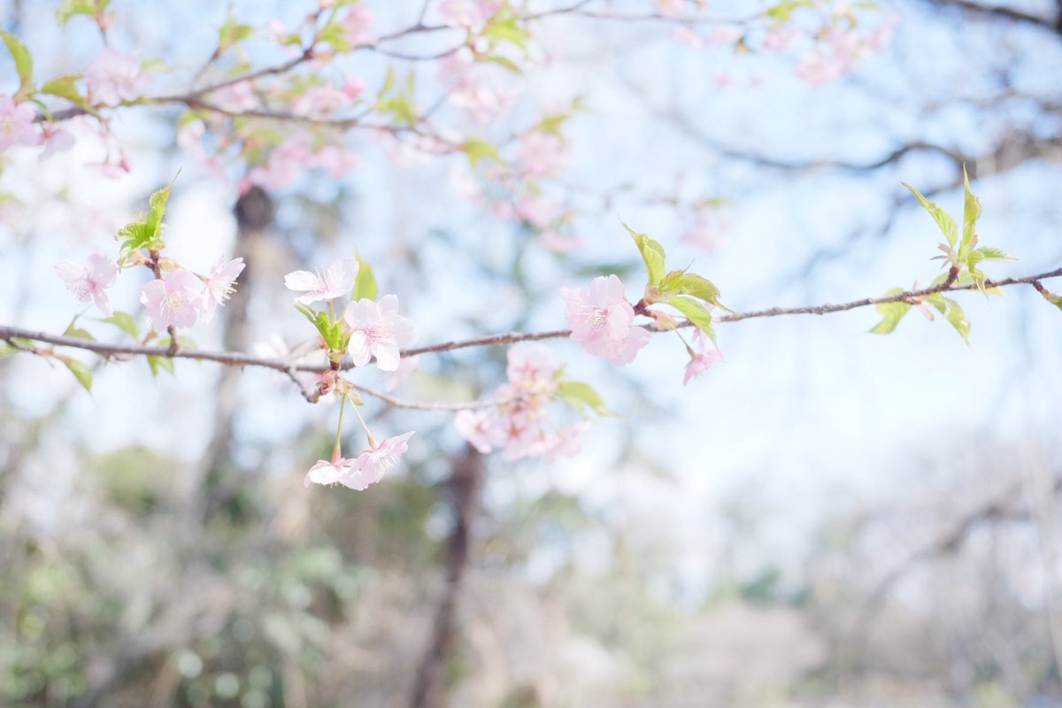 saor_lens's tweet photo. #河津桜 #桜 #花が好き #水色 #mizuiro #はなまっぷ #写真が好き #写真が好きな人と繋がりたい #fujifilm #富士フィルムの色が好き #oldlens #オールドレンズ #オールドレンズ部

📷 2023.3 https://t.co/0JuKhERcE3