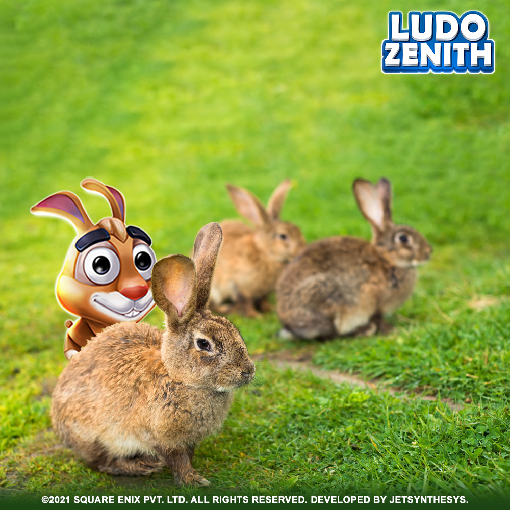 Ludo Zenith tweet media