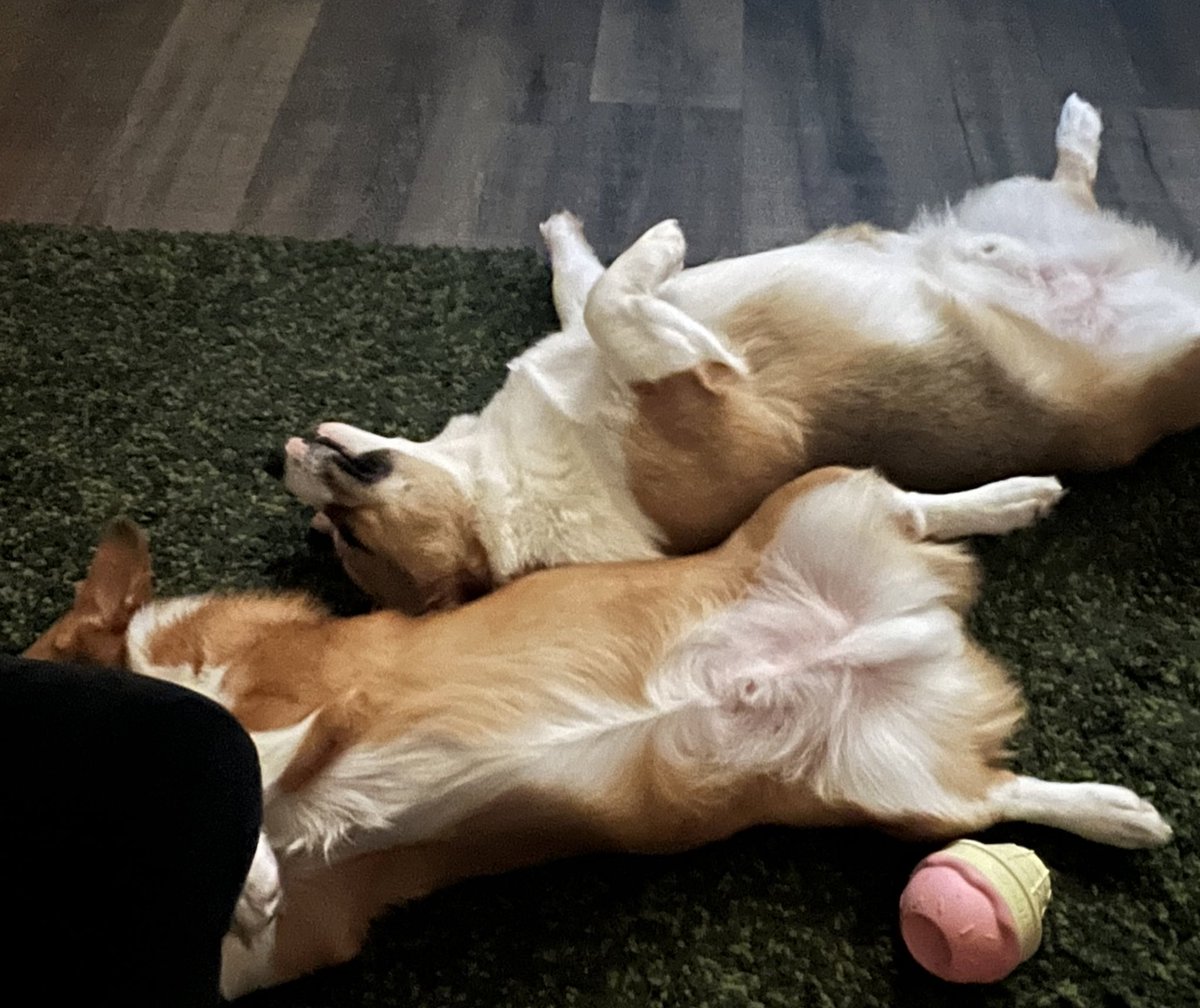 gm fam anyone ever just bug your dad to get out of bed for breakfast and then go right back to sleep after eating it and he’s awake for the day???