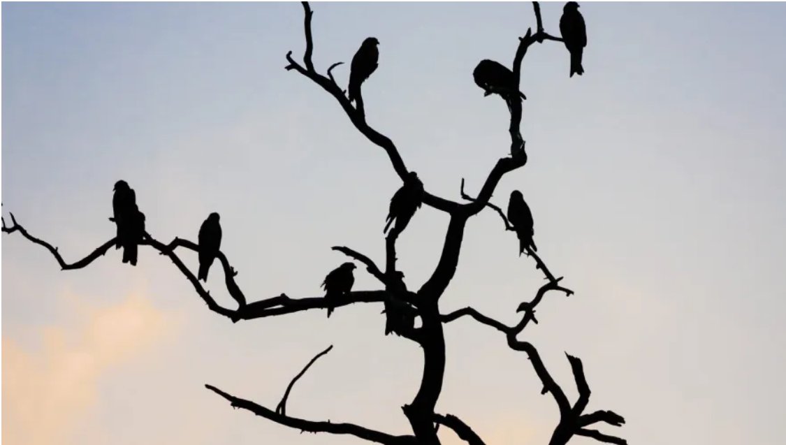 WHO Monitors Bird Flu as Human Cases Reported

sampan.org/2023/health/wh…