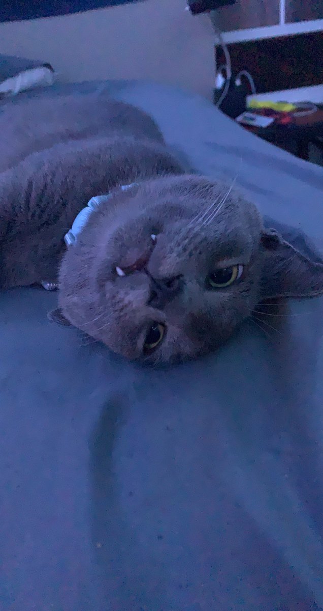 ActuallyKronos tweet media