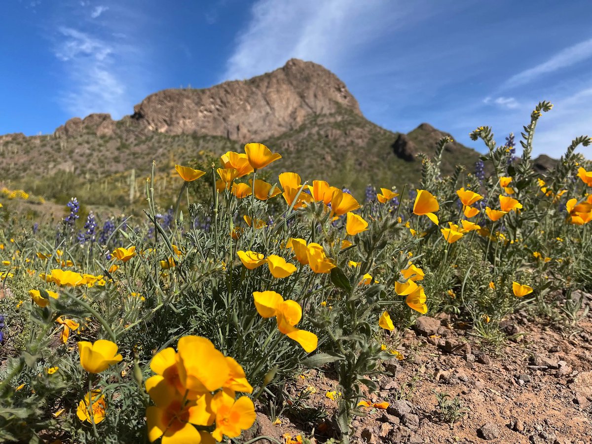 hikearizona's tweet photo. Picacho Experience
https://t.co/ILwB1sbaV4
03-12 on HAZ by member JuanJaimeiii
#hikearizona #hikeaz #azstatepark https://t.co/Sk5Uwngf09