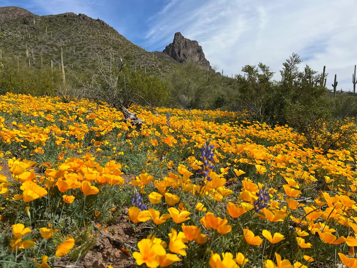 hikearizona's tweet photo. Picacho Experience
https://t.co/ILwB1sbaV4
03-12 on HAZ by member JuanJaimeiii
#hikearizona #hikeaz #azstatepark https://t.co/Sk5Uwngf09