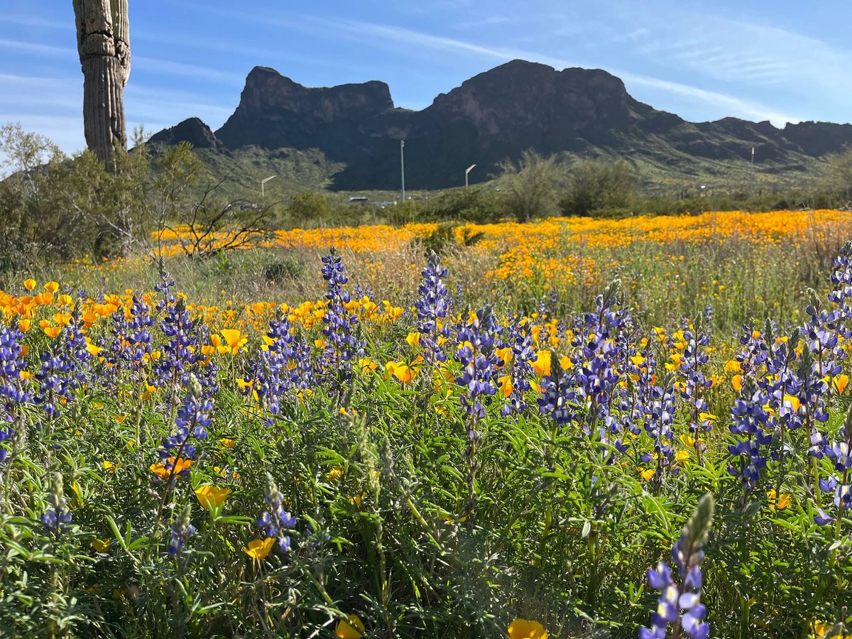 hikearizona's tweet photo. Picacho Experience
https://t.co/ILwB1sbaV4
03-12 on HAZ by member JuanJaimeiii
#hikearizona #hikeaz #azstatepark https://t.co/Sk5Uwngf09