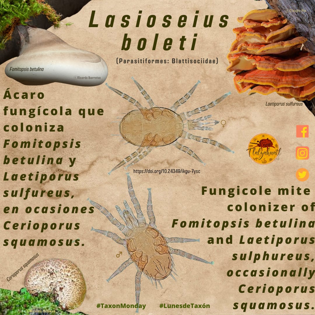 TlalzahuatlLab's tweet photo. #TaxonMonday 156
🕷🍄🔬 Our partner @ani__carlos illustrates a mite associated to fungi.
_ _ _ _
#LunesDeTaxón 156
🔬🍄🕷 Nuestra compañera @ani__carlos nos ilustra un ácaro asociado con hongos. https://t.co/wcpiEt2uwc