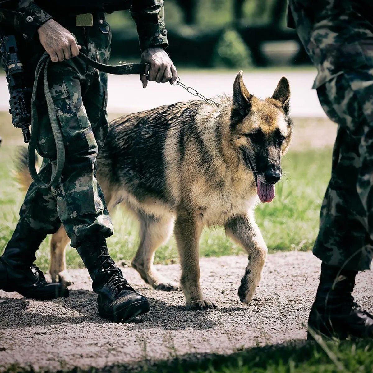 Happy National K9 Veterans Day! buff.ly/3SBu0lR.