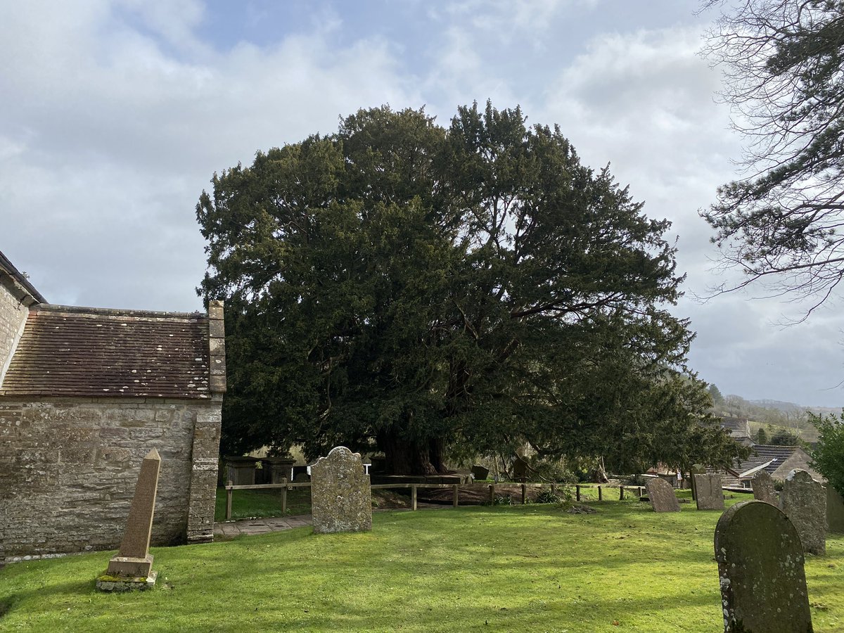 AlanEDown's tweet photo. Enormous yew #tree at Compton Dundon St Andrew’s churchyard, #Somerset . 1750 yrs old? Predates church. Girth 24ft (7.3m) Ht 40ft (11m)Sprd 72 ft (22m). Surely a #championtree? It’s a monster! https://t.co/sLt6hfqxAU