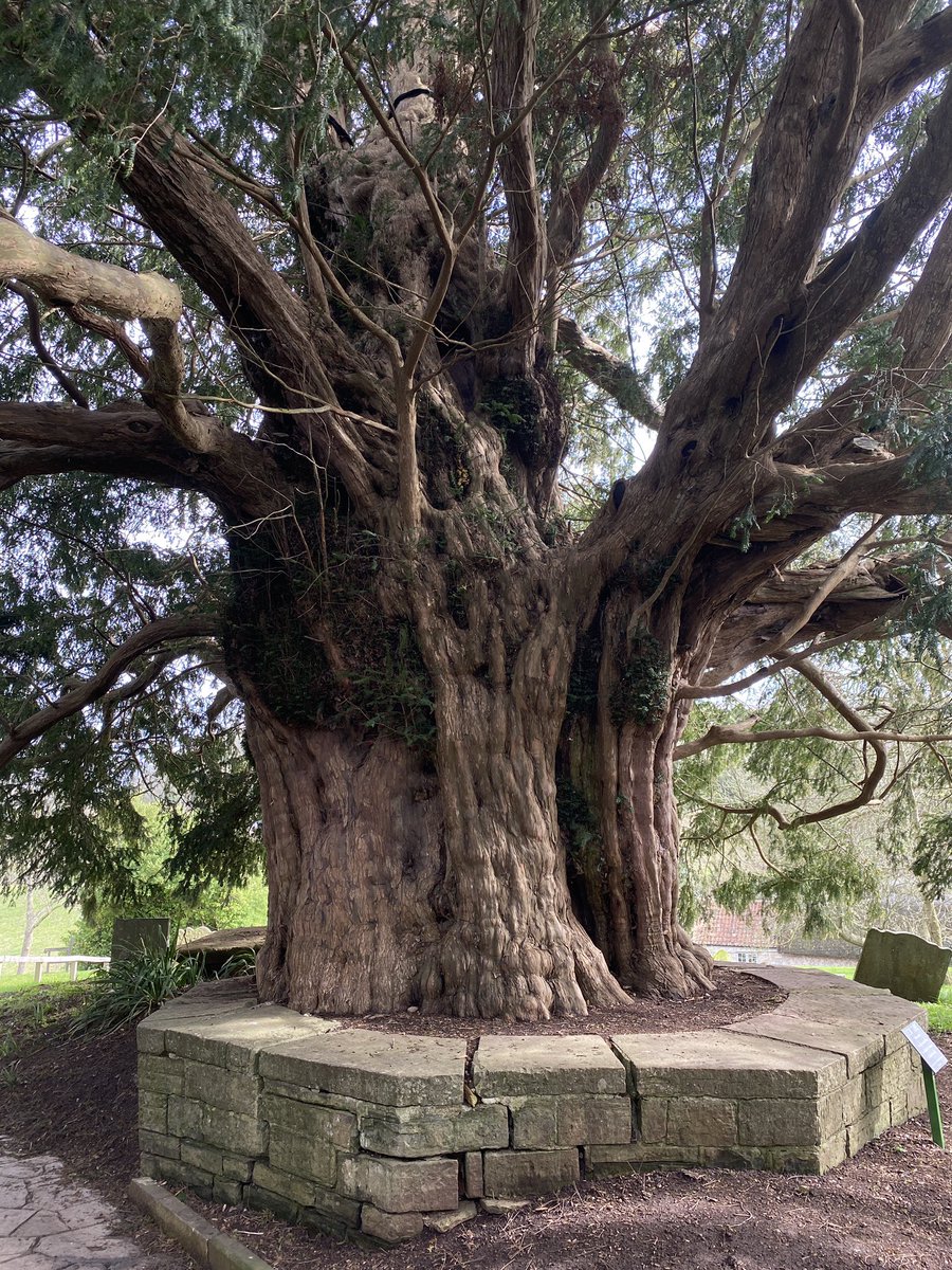 AlanEDown's tweet photo. Enormous yew #tree at Compton Dundon St Andrew’s churchyard, #Somerset . 1750 yrs old? Predates church. Girth 24ft (7.3m) Ht 40ft (11m)Sprd 72 ft (22m). Surely a #championtree? It’s a monster! https://t.co/sLt6hfqxAU