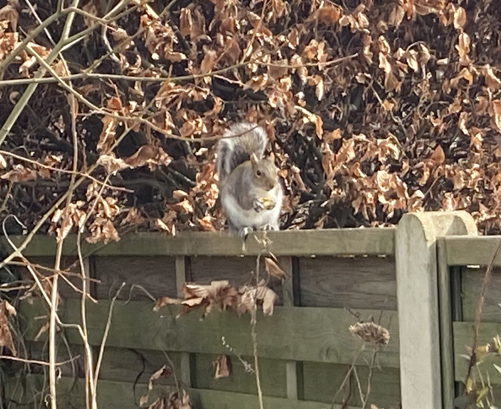 We can confirm that Pepe the OTB squirrel is back and stuffing his little face. Hibernation is over-rated.