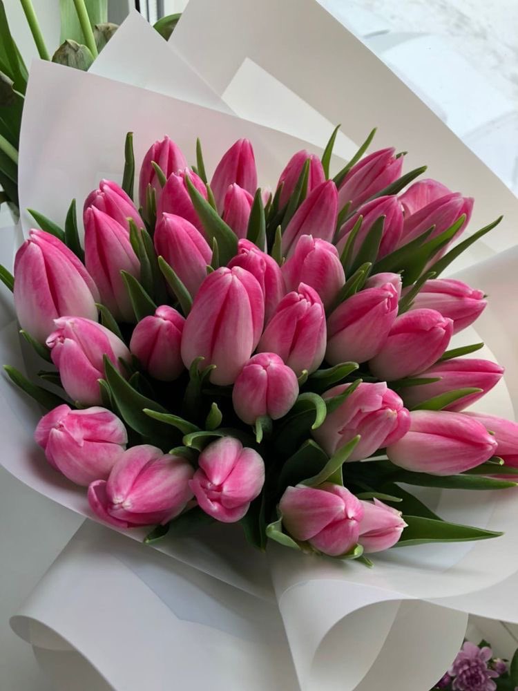 pink tulips 🌷