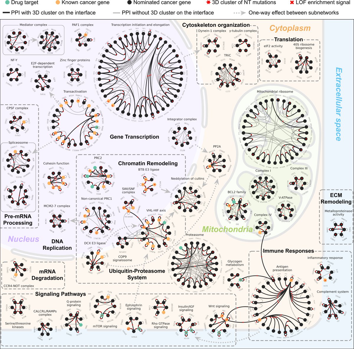 Yz2296Zhang's tweet photo. Our latest work on cancer genomics! Our framework NetFlow3D maps multiscale mechanistic effects of somatic mutations, relying on our comprehensive repository covering the 3D structural information of all human proteins and known PPIs. #cancergenomics #systemsbiology #3Dstructure https://t.co/CjawHDvU5U