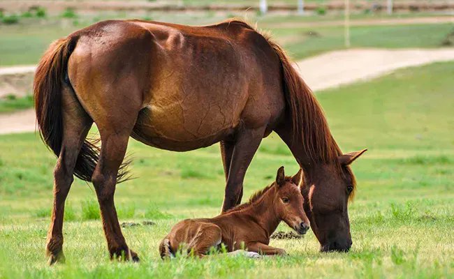 CerfiaFR's tweet image. 🇫🇷 🐎 FLASH | Un homme a été condamné pour avoir violé une #jument, dans le #Jura. Il a affirmé avoir eu « une #pulsion ». 

« Depuis un an, j&apos;avais la curiosité de vouloir découvrir la vulve d&apos;une jument », a-t-il expliqué.