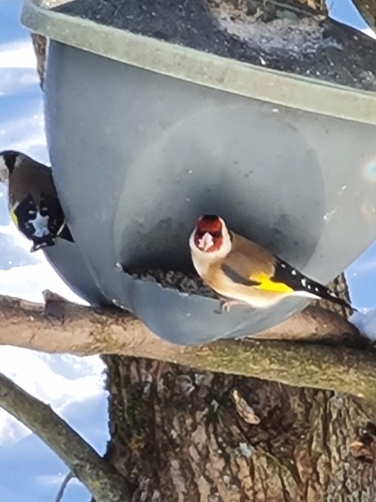 Tikli pitkästä aikaa laudalla.Puhelinräpsy ikkunan takaa.😀