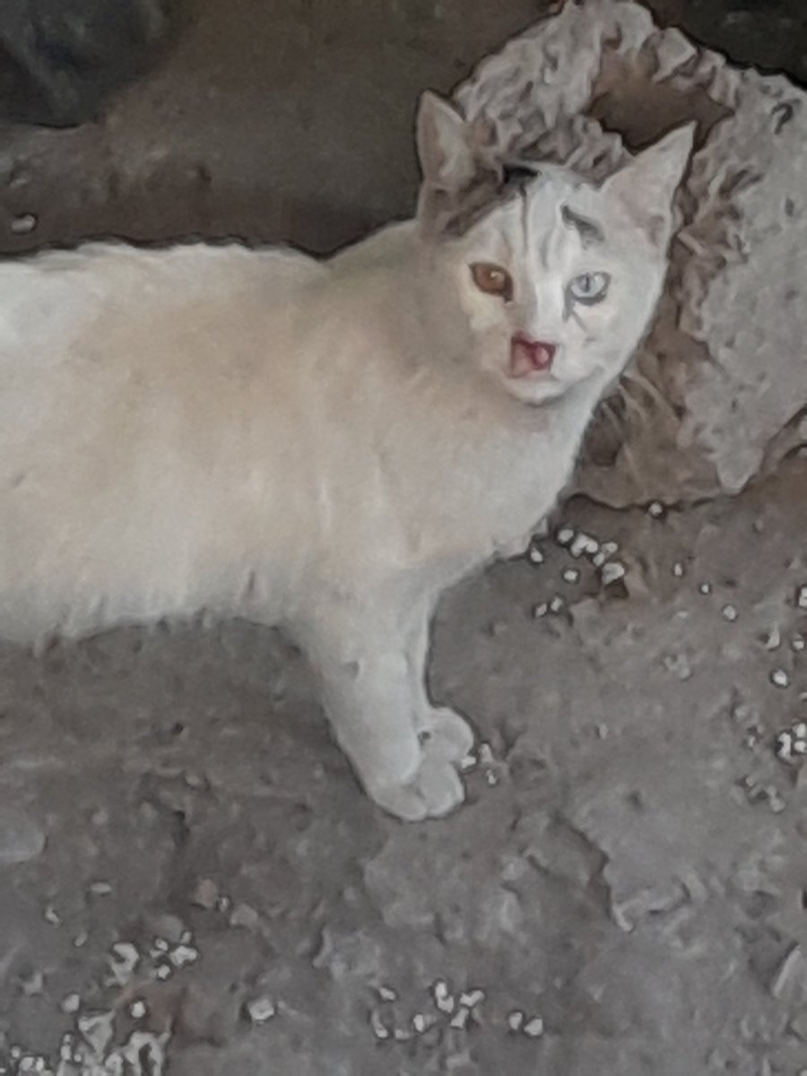 ipek0814's tweet photo. @haluklevent Yağmur a değil  yardıma ihtiyaçları var..
Lütfen Hatay Kırıkhan a da hayvanlar için sahra tipi rehabilitasyon alanı olusturulsun..lütfen onları görmezden gelmeyin...@haluklevent https://t.co/uimhzZQqvK