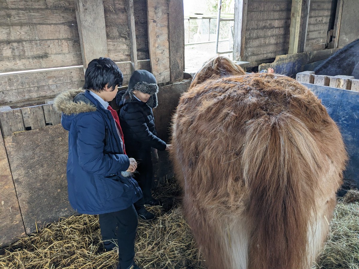 StreetWellbeing's tweet photo. @PleasantStPrim Today @shylowen the children learnt about the colour and markings of their horse. https://t.co/E38AUGPY4Y