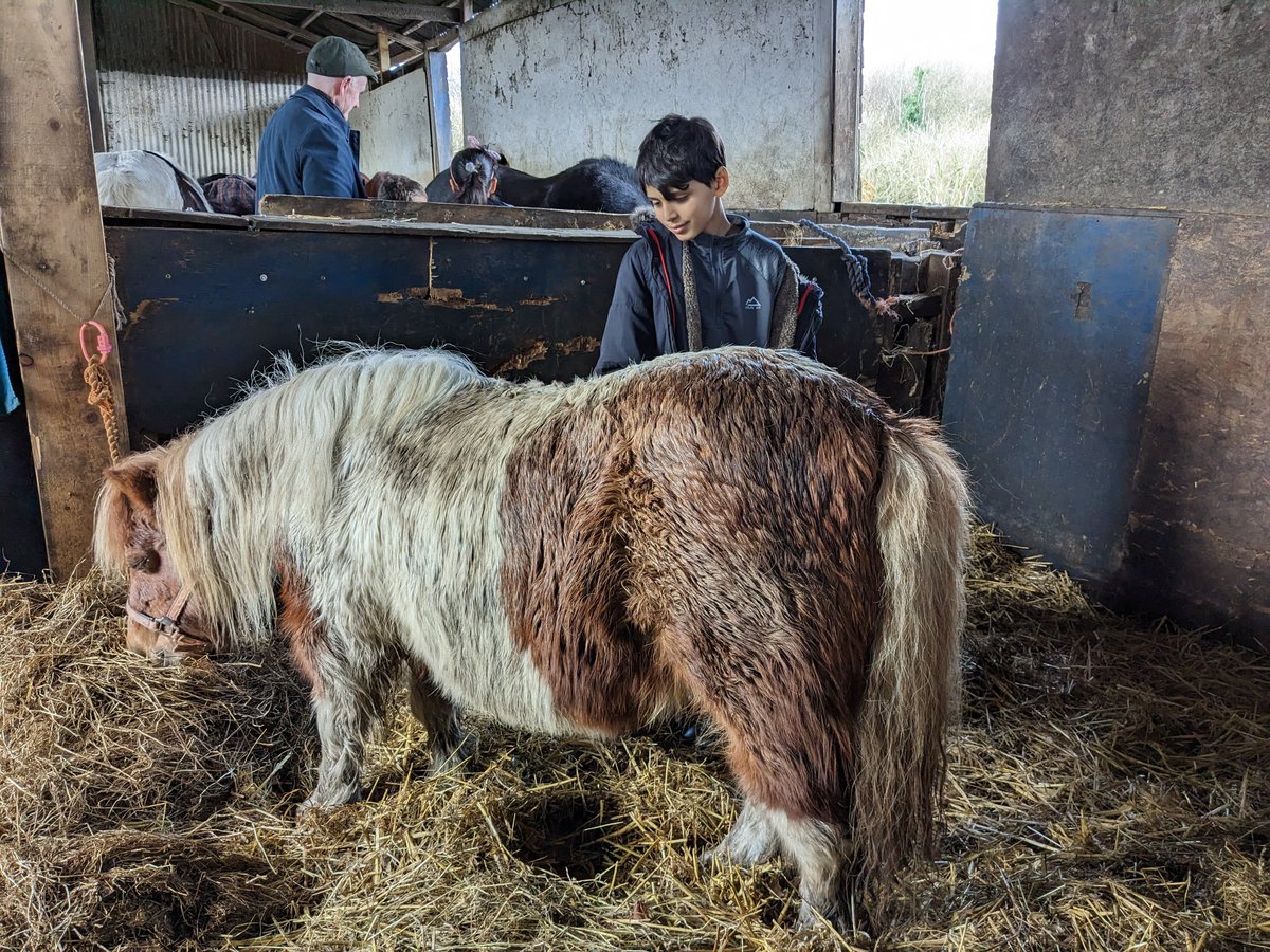 StreetWellbeing's tweet photo. @PleasantStPrim Today @shylowen the children learnt about the colour and markings of their horse. https://t.co/E38AUGPY4Y