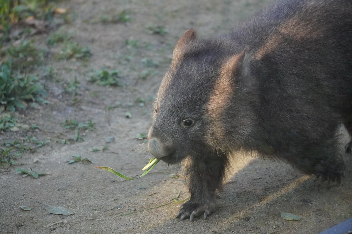 makikoromi's tweet photo. 咥え草コウくん
#ウォンバット
#五月山動物園
#wonbat
#コウくん https://t.co/rTvMpWsB11