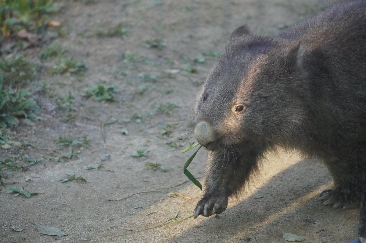 makikoromi's tweet photo. 咥え草コウくん
#ウォンバット
#五月山動物園
#wonbat
#コウくん https://t.co/rTvMpWsB11