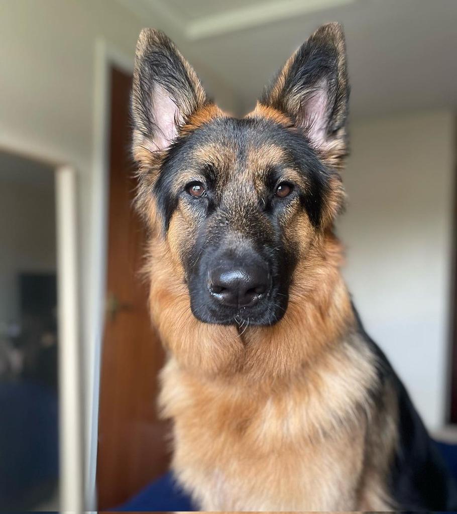 How cute!!🥰🥰
 #DogsofTwittter #germanshepherd
#dogs #gsd #gsdworld