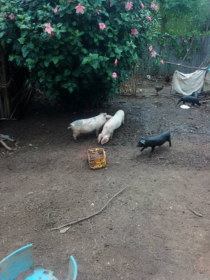 RukundoRwanda's tweet photo. Pig farming is an essential livestock  among rural small holder farmers. Let's  as youth make an improve in this industry as we acquire skills and through successive farmers. @pigs_farm @UzayisengaGerm1 @jcniyomugabo @ryaf_agribiz @uruhimbi https://t.co/sauki5amhg