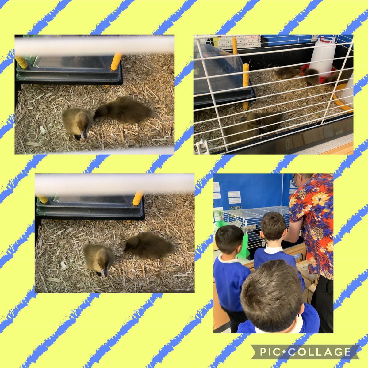 Thank you @WindsorParkFalk for inviting us over to see your ducklings #bantnurture